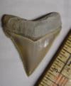 1 5/8" Chubutensis Shark Tooth