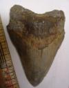 3 1/2" Fossil Megalodon Shark Tooth