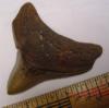2 13/16" Fossil Megalodon Shark Tooth