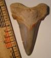 2 5/8" Fossil Carcharocles auriculatus shark tooth