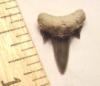 Grey Shark Tooth