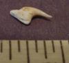 Snaggletooth Shark Tooth