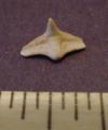 Angel Shark Tooth