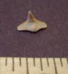 Angel Shark Tooth