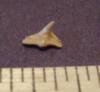 Angel Shark Tooth