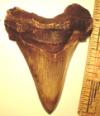 3 11/16" Angustidens Shark Tooth