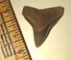 Bull Shark Tooth