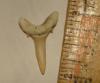 Sand Tiger Shark Tooth