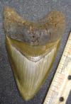 5 1/2" Megalodon Shark Tooth
