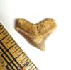 Fossil Tiger Shark Tooth