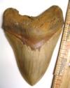 Fossil Megalodon Shark Tooth