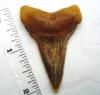 2 1/4" Fossil Great White Shark Tooth