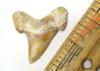 1 3/4" Angustidens shark tooth