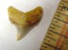 3/4 inch Angustidens shark tooth