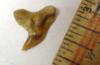 3/4 inch Tiger Shark Tooth