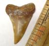 2 1/16 inch Mako shark tooth