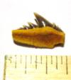 11/16" Eocene Cow Shark Tooth