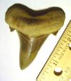 2 9/16" Auriculatus Shark Tooth