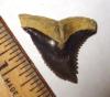 1 1/4" Hemipristis Shark Tooth
