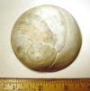 Fossil Moon Snail Shell