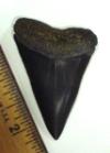 2 3/8 inch mako shark tooth