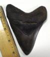 4 3/8 inch Megalodon Shark Tooth