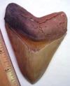 Fluke Megalodon Tooth 2005