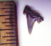 White tip reef shark tooth