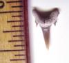 Sand Tiger Shark Tooth