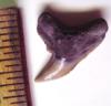 Pathologic Tiger Shark Tooth