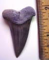 Fossil Mako Shark Tooth