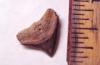 Fossil Bull Shark Tooth