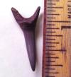 Scapanorhynchus Shark Tooth
