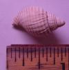 Fossil Drill Snail