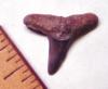 Fossil Lemon Shark Tooth