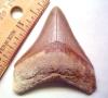 2 1/2" Megalodon Shark Tooth