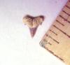 1/4" Grey Shark Tooth