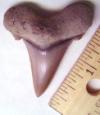 1 7/8" Auriculatus Tooth