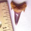 7/8" Sand Shark Tooth