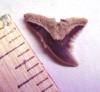 Eocene Snaggletooth Shark Tooth