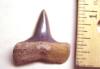 Eocene Mako Shark Tooth