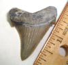 Fossil Angustidens Shark Tooth