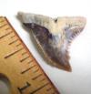 Fossil Snaggletooth Shark Tooth