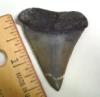 Fossil Mako Shark Tooth