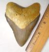 Fossil Megalodon Shark Tooth