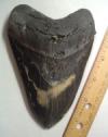 Megalodon Shark Tooth