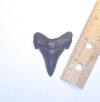 2 1/16 inch angustidens shark tooth