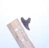 1 1/4 inch benedeni shark tooth