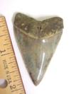 Fossil Great White Shark Tooth