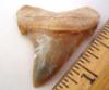 Fossil Angustidens Shark Tooth